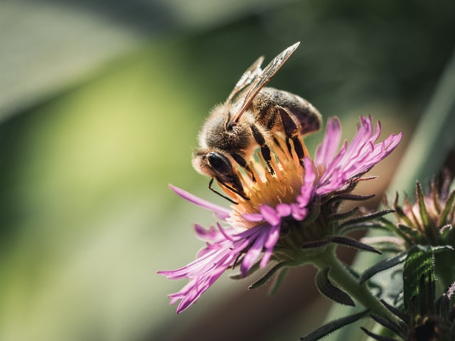 Bij met bloem