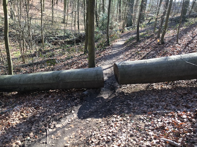 Gespleten stam over pad in bos