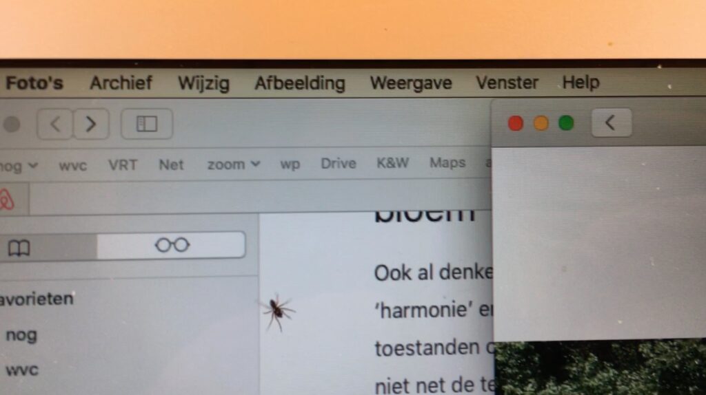 Spinnetje op laptopscherm