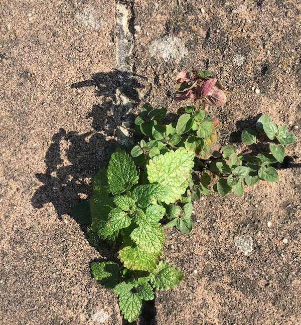Begroeiing uit steen eigen tuin