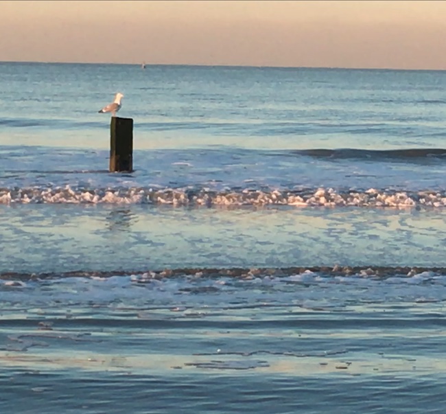 Vogel steunt op uitstekende pilaar in de zee